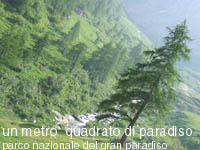 ceresole reale - documentazione di un metro quadrato di terreno osservato nel parco nazionale del gran paradiso